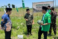 GP Ansor Rengel, Tuban panen raya semangka kuning di Desa Campurejo, Rengel, Kabupaten Tuban. (Foto: Istimewa)