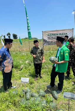 GP Ansor Jatim Panen Semangka Kuning di Tuban, Disiapkan untuk Kebutuhan MBG dan KDMP