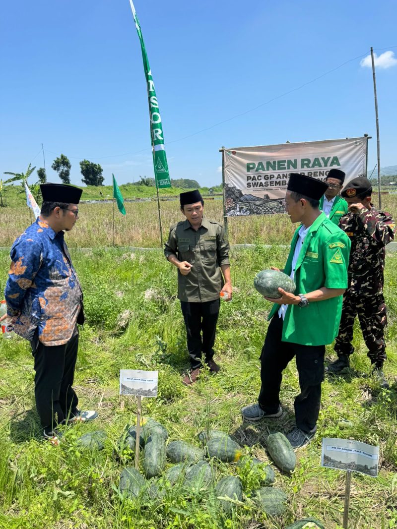 GP Ansor Rengel, Tuban panen raya semangka kuning di Desa Campurejo, Rengel, Kabupaten Tuban. (Foto: Istimewa)