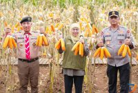 Gubernur Jawa Timur Khofifah Indar Parawansa bersama Kapolda Jatim dan Kwarda Pramuka melaksanakan panen jagung hasil tanam kuartal IV Tahun 2025 di Pusat Pelatihan Pertanian Taruna Bumi, Green Farm, Desa Karangsari, Kecamatan Sempu, Kabupaten Banyuwang. (Foto : Adpim For digitalJatim)