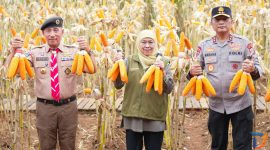 Gubernur Jawa Timur Khofifah Indar Parawansa bersama Kapolda Jatim dan Kwarda Pramuka melaksanakan panen jagung hasil tanam kuartal IV Tahun 2025 di Pusat Pelatihan Pertanian Taruna Bumi, Green Farm, Desa Karangsari, Kecamatan Sempu, Kabupaten Banyuwang. (Foto : Adpim For digitalJatim)