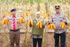Gubernur Khofifah dan Kwarda Pramuka Jawa Timur Turun ke Sawah, Panen Jagung Massal di Banyuwangi