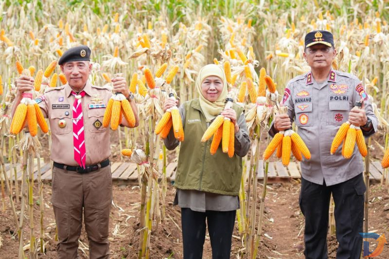 Gubernur Jawa Timur Khofifah Indar Parawansa bersama Kapolda Jatim dan Kwarda Pramuka melaksanakan panen jagung hasil tanam kuartal IV Tahun 2025 di Pusat Pelatihan Pertanian Taruna Bumi, Green Farm, Desa Karangsari, Kecamatan Sempu, Kabupaten Banyuwang. (Foto : Adpim For digitalJatim)
