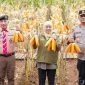 Gubernur Jawa Timur Khofifah Indar Parawansa bersama Kapolda Jatim dan Kwarda Pramuka melaksanakan panen jagung hasil tanam kuartal IV Tahun 2025 di Pusat Pelatihan Pertanian Taruna Bumi, Green Farm, Desa Karangsari, Kecamatan Sempu, Kabupaten Banyuwang. (Foto : Adpim For digitalJatim)