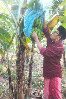 Abunali Ja’far Sulap Lahan Kosong Jadi Kebun Pisang Produktif di Sampang