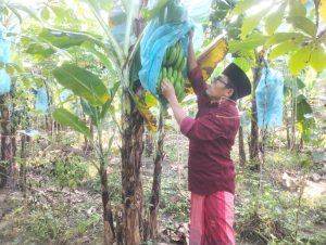 Abunali Ja’far Sulap Lahan Kosong Jadi Kebun Pisang Produktif di Sampang