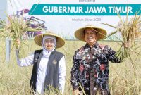 Gubernur Jawa Timur Khofifah Indar Parawansa bersama Bupati Madiun Hari Wuryanto memimpin Gerakan Panen dan Percepatan Tanam yang dilakukan di Desa Gading, Kec. Balerejo, Kab. Madiun. (Foto : Adpim For DigitalJatim)