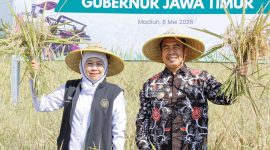 Gubernur Jawa Timur Khofifah Indar Parawansa bersama Bupati Madiun Hari Wuryanto memimpin Gerakan Panen dan Percepatan Tanam yang dilakukan di Desa Gading, Kec. Balerejo, Kab. Madiun. (Foto : Adpim For DigitalJatim)