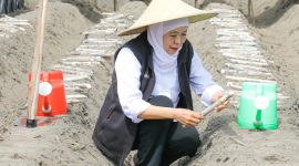 Gubernur Jawa Timur Khofifah Indar Parawansa memimpin kegiatan taman tebu perdana dalam rangka program bongkar ratoon serentak di Desa Ngletih, Kecamatan Kandat, Kabupaten Kediri. (Foto: Adpim For DigitalJatim)