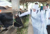 Gubernur Jawa Timur Khofifah Indar Parawansa saat meninjau langsung ketersediaan hewan ternak sapi di Koperasi Ternak Gunungrejo Makmur, Desa Gunungrejo, Kecamatan Kedungpring, Kabupaten Lamongan. (Foto: Adpim For DigitalJatim)