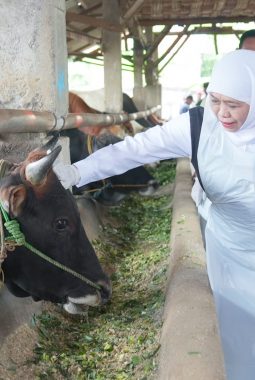 Gubernur Khofifah Tinjau Koperasi Ternak di Lamongan, Pastikan Stok Hewan Kurban Jatim Aman Jelang Idul Adha