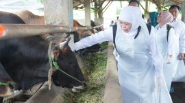 Gubernur Jawa Timur Khofifah Indar Parawansa saat meninjau langsung ketersediaan hewan ternak sapi di Koperasi Ternak Gunungrejo Makmur, Desa Gunungrejo, Kecamatan Kedungpring, Kabupaten Lamongan. (Foto: Adpim For DigitalJatim)