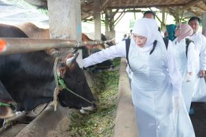 Gubernur Khofifah Tinjau Koperasi Ternak di Lamongan, Pastikan Stok Hewan Kurban Jatim Aman Jelang Idul Adha