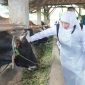 Gubernur Jawa Timur Khofifah Indar Parawansa saat meninjau langsung ketersediaan hewan ternak sapi di Koperasi Ternak Gunungrejo Makmur, Desa Gunungrejo, Kecamatan Kedungpring, Kabupaten Lamongan. (Foto: Adpim For DigitalJatim)