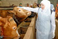 Jelang Idul Adha, Khofifah Cek Langsung Kesehatan Sapi Kurban di Bojonegoro. (Foto : Adpim For DigitalJatim)
