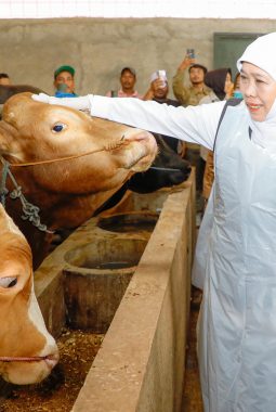Jelang Idul Adha, Gubernur Khofifah Cek Langsung Kesehatan Sapi Kurban di Bojonegoro