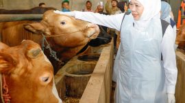 Jelang Idul Adha, Khofifah Cek Langsung Kesehatan Sapi Kurban di Bojonegoro. (Foto : Adpim For DigitalJatim)