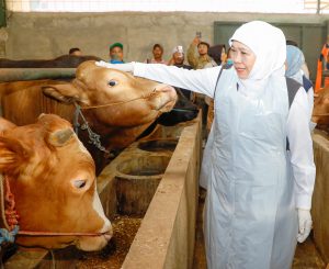 Jelang Idul Adha, Gubernur Khofifah Cek Langsung Kesehatan Sapi Kurban di Bojonegoro