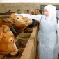 Jelang Idul Adha, Khofifah Cek Langsung Kesehatan Sapi Kurban di Bojonegoro. (Foto : Adpim For DigitalJatim)
