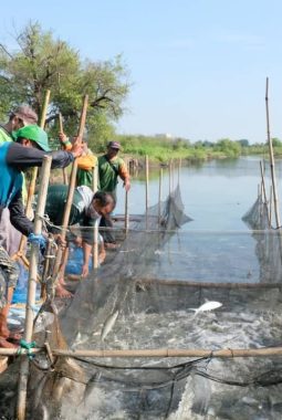 Gandeng DKPP, BRIDA Surabaya Fokus Kembangkan Silvofishery untuk Kawasan Tambak