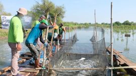 Gandeng DKPP, BRIDA Surabaya Fokus Kembangkan Silvofishery untuk Kawasan Tambak.