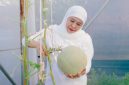 Gubernur Khofifah memanen ratusan buah melon hasil urban farming di kawasan Masjid Nasional Al Akbar Surabaya (MAS). (Foto: Adpim For DigitalJatim)