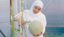 Gubernur Khofifah memanen ratusan buah melon hasil urban farming di kawasan Masjid Nasional Al Akbar Surabaya (MAS). (Foto: Adpim For DigitalJatim)
