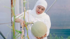 Gubernur Khofifah memanen ratusan buah melon hasil urban farming di kawasan Masjid Nasional Al Akbar Surabaya (MAS). (Foto: Adpim For DigitalJatim)