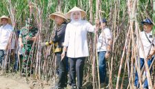 Gubernur Jawa Timur Khofifah Indar Parawansa memimpin kegiatan Panen dan Tanam Tebu Serentak Program Bongkar Ratoon dan Perluasan Areal Tebu Tahun 2026 di Desa Putukrejo, Kecamatan Gondanglegi, Kabupaten Malang. (Foto: Adpim For DigitalJatim)