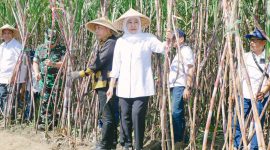 Gubernur Jawa Timur Khofifah Indar Parawansa memimpin kegiatan Panen dan Tanam Tebu Serentak Program Bongkar Ratoon dan Perluasan Areal Tebu Tahun 2026 di Desa Putukrejo, Kecamatan Gondanglegi, Kabupaten Malang. (Foto: Adpim For DigitalJatim)