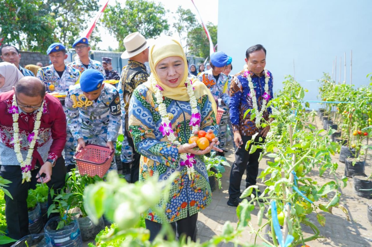 Gubernur Khofifah Panen Sayur Hasil Program SIKAP SMAN Taruna Nala, Bukti Nyata Ketahanan Pangan dari Sekolah