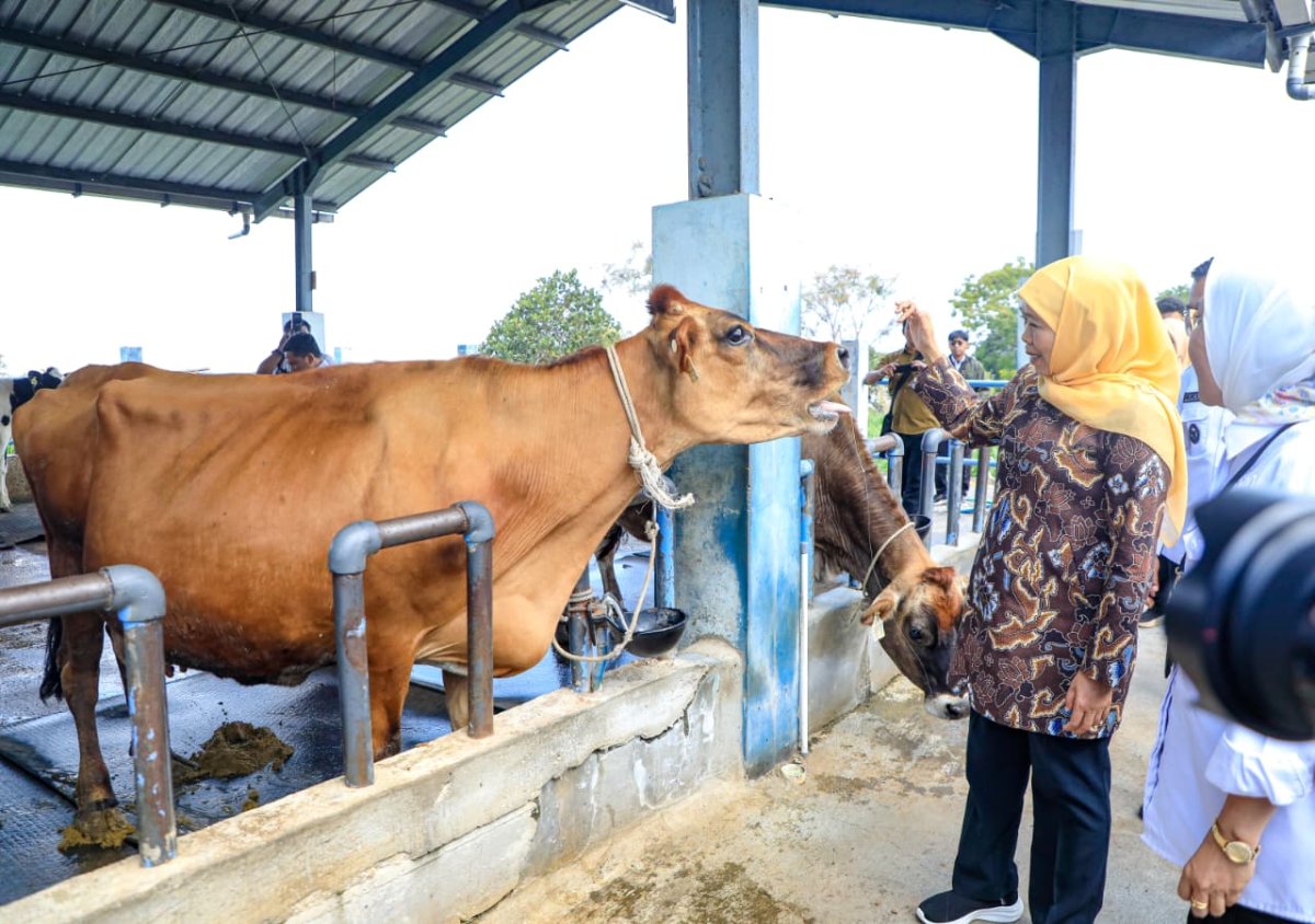 Tinjau Pembibitan Sapi Perah, Gubernur Khofifah Dorong Pengembangan Peternakan Jatim